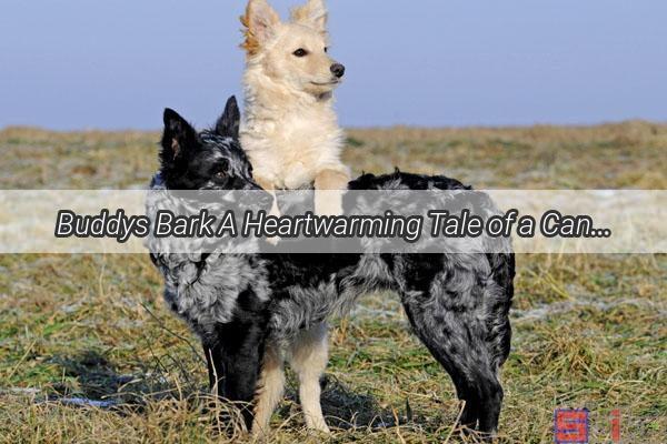 Buddys Bark A Heartwarming Tale of a Canines Unconditional Love